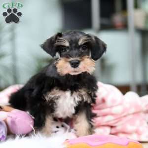 Noah, Miniature Schnauzer Puppy